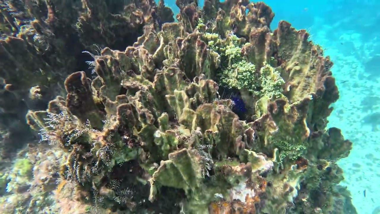 Riu Palace Tropical Bay Negril, Snorkeling Jamaica
