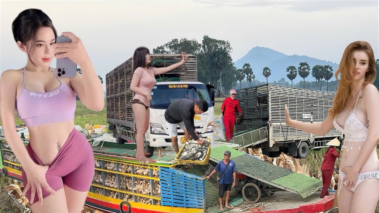 The ducks were transported by truck to the rice fields – a once-in-a-lifetime sight.