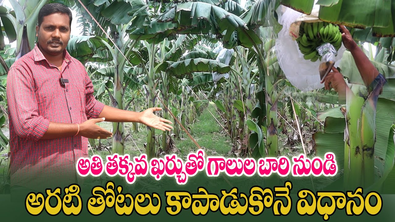 తక్కువ ఖర్చుతో అరటిని గాలుల నుండి కాపాడవచ్చు | Simple Techniques to Protect Banana | AgriTech Telugu