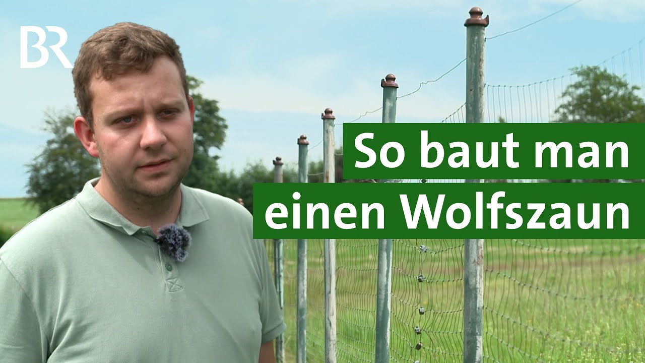 Schutz vor dem Wolf: Wie baut man einen Wolfszaun? | Unser Land | BR