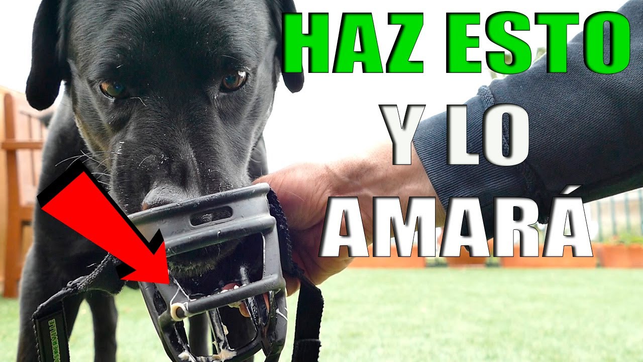 Cómo PONER BOZAL a un 🐕PERRO que ⚠️MUERDE⚠️ (Fácil)