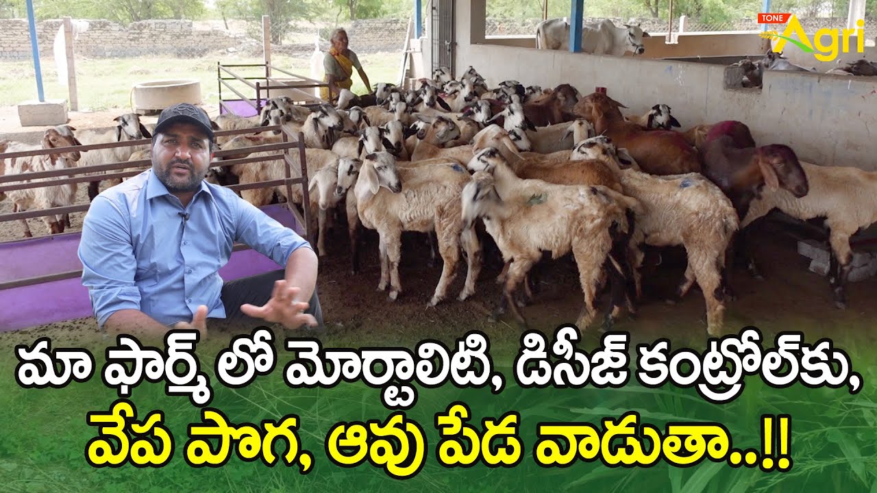 Sheep Health and Disease | మోర్టాలిటి, డిసీజ్ కంట్రోల్‌కు వేప పొగ, ఆవు పేడ వాడుతా..!! Tone Agri