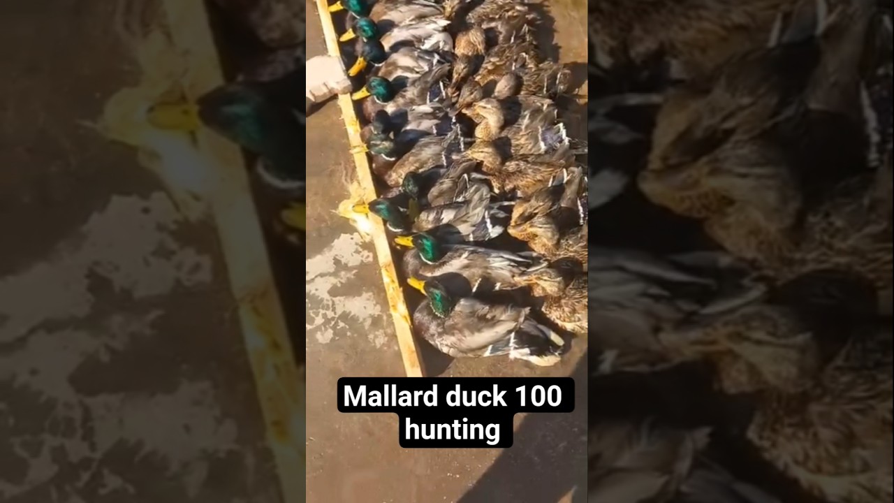 100 Mallard Duck Hunting in Fields | مالارڊ پکي جيئرا پڪڙيا