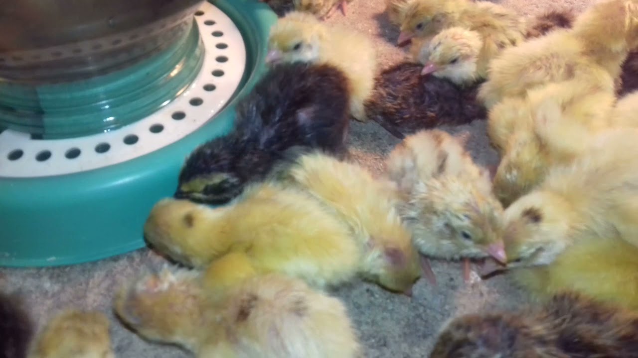 Hatching quail chicks, what is the best quail breed?