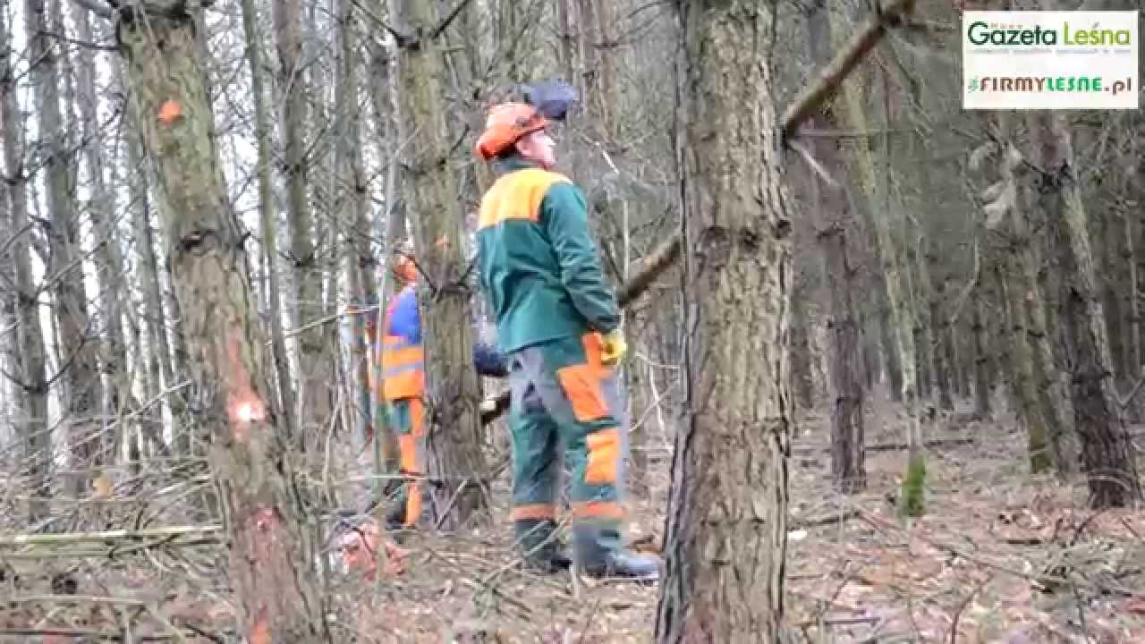 Stawki na prace leśne