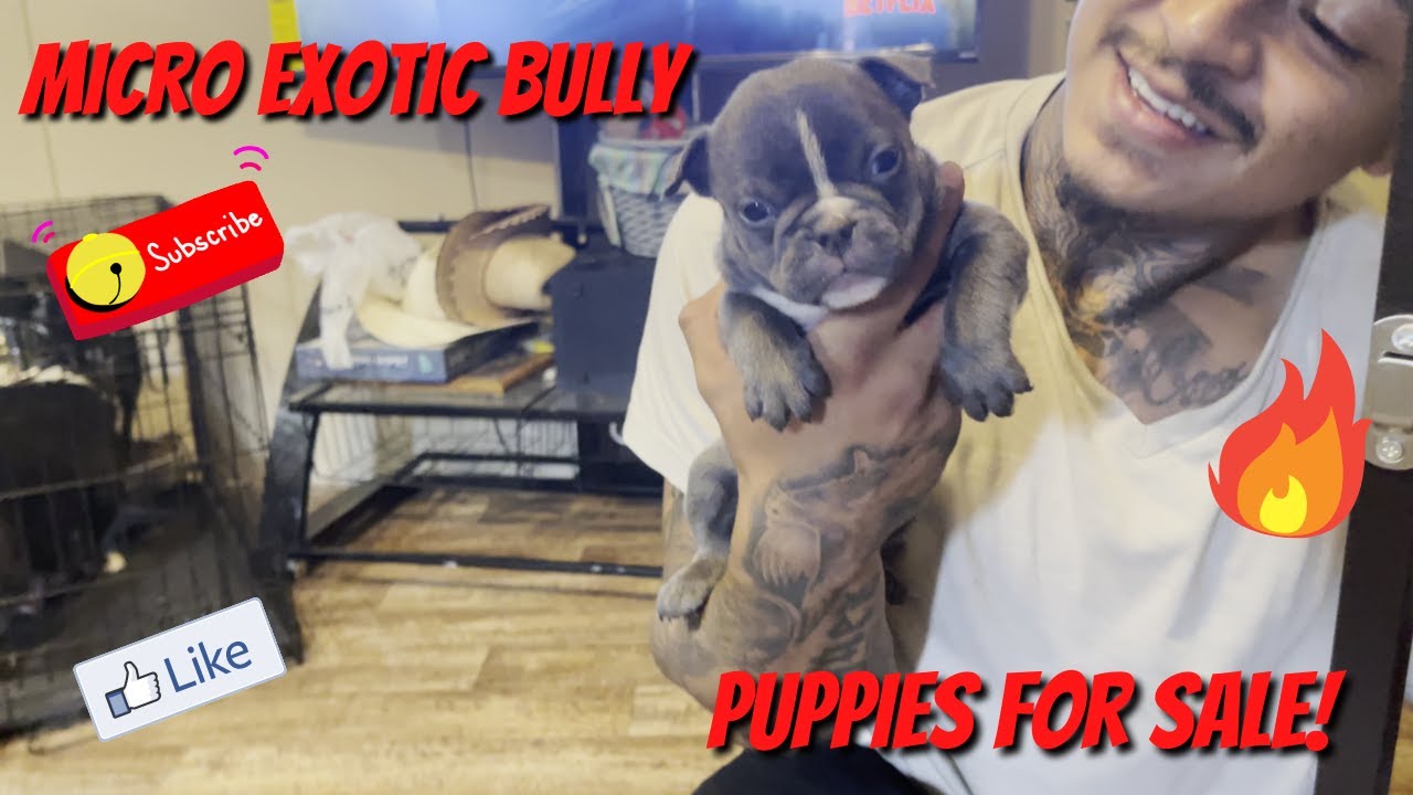 Micro Exotic Bully Puppies For Sale