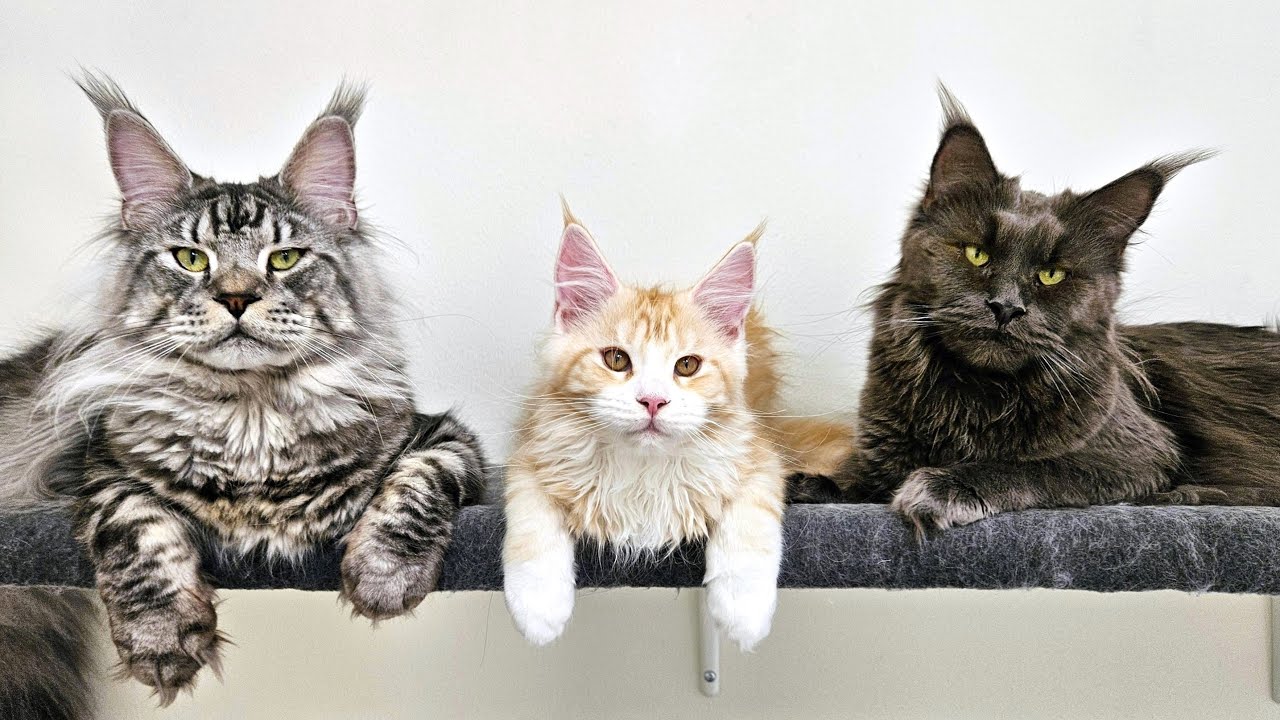 Kitten Ada Has a Big Happy Cat Family!