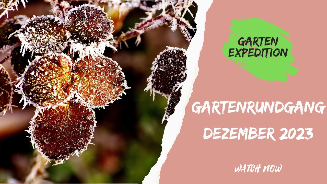 Gartenrundgang Dezember 2023 mit Erklärungen - Gartenexpedition #naturgarten #gartengestaltung