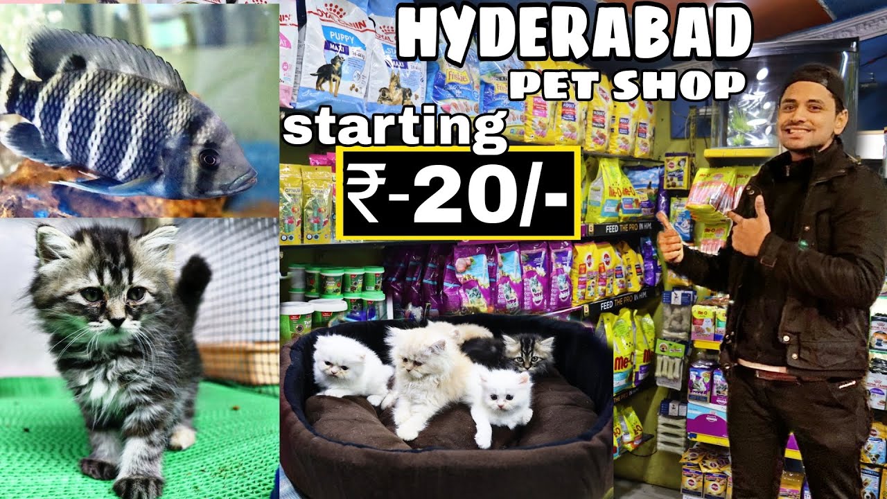Pet Shop in Hyderabad | Rs - 20/- | 🔥😱 | Dog | Persian cat | Birds | MushiTube lifestyle