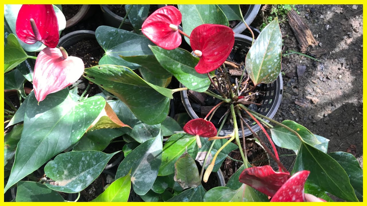 මෙන්න, යායක් බෝ කරන්න හොදම අවස්ථාවක් | Anthurium Plants | Alankara Plants 0711656785