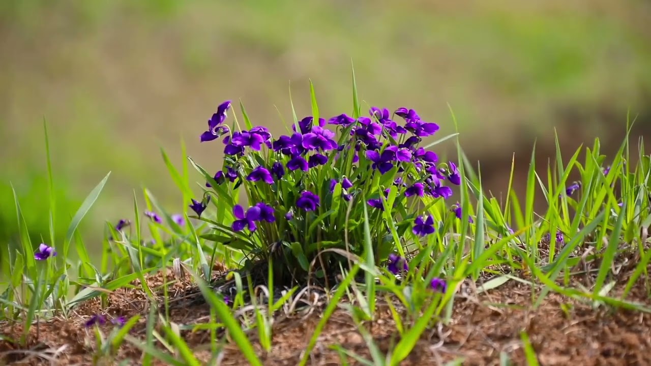Violet Stillness | Música calma para relaxamento profundo