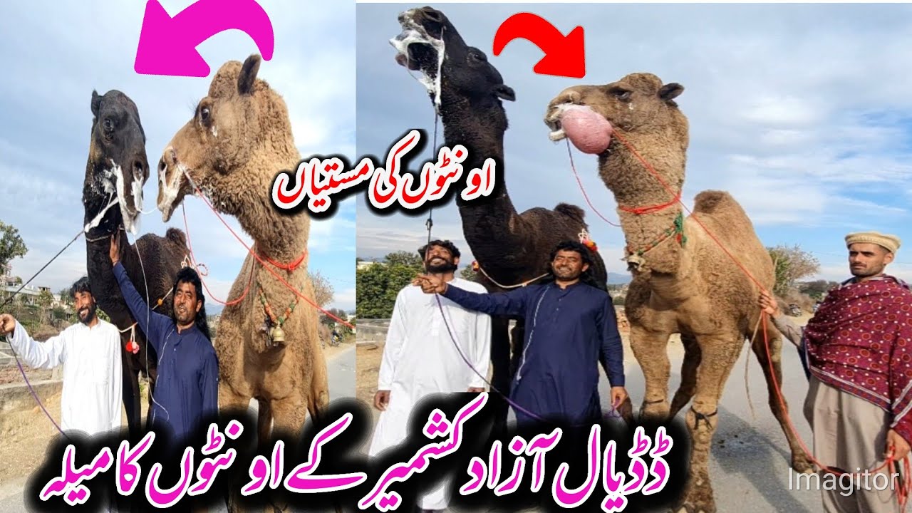 The Biggest camel Mela in Dadyal😍 | اونٹھاں ناں میلہ | Dadyal Azad Kashmir | @haseebraja1 