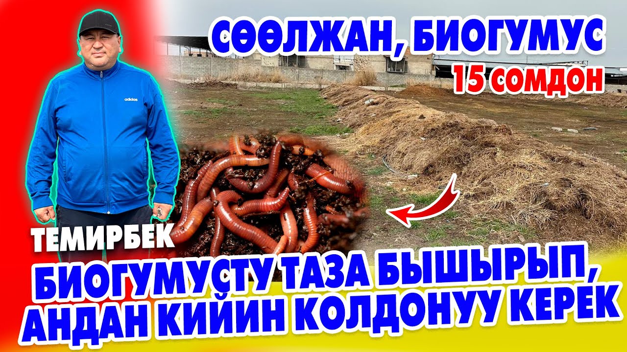 ТЕМИР ага таза БИОГУМУС өндүрдү ~ Элегенден кийин, сразу АЛБАГЫЛА ~ 6 ай бир жерде турсун