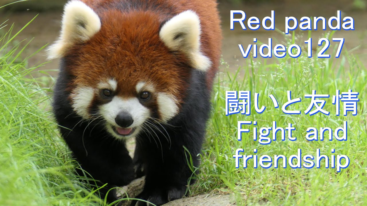 八木山レッサーリポート127 レッサーパンダ ヤンヤン 闘いと友情 Red panda YANGYANG  (JANGJANG) Male and male Video_127 八木山動物公園