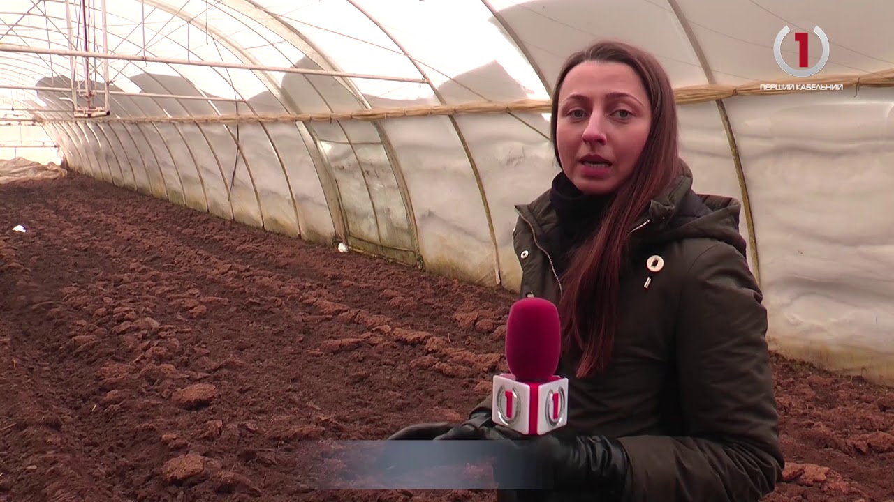 У теплицях села Боржавське на Виноградівщині зійшли саджанці томатів