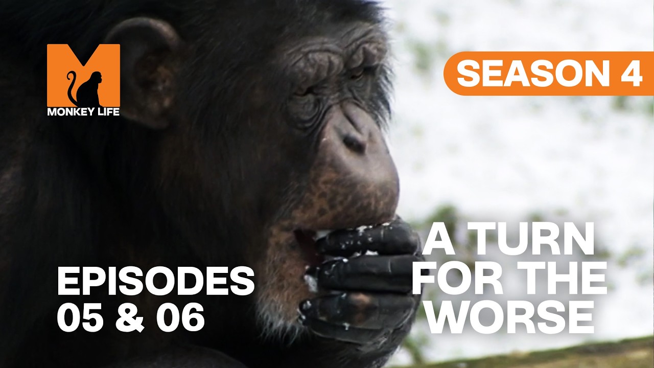 Icy Fun & a Turn For the Worse | Monkey Life Season 4 Episodes 5 & 6 | Monkey Life