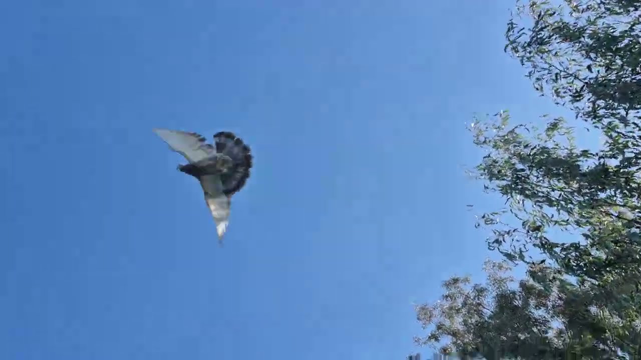 TEK BİR GÜNÜM VAR ODA KUŞLARA AYIRDIM 