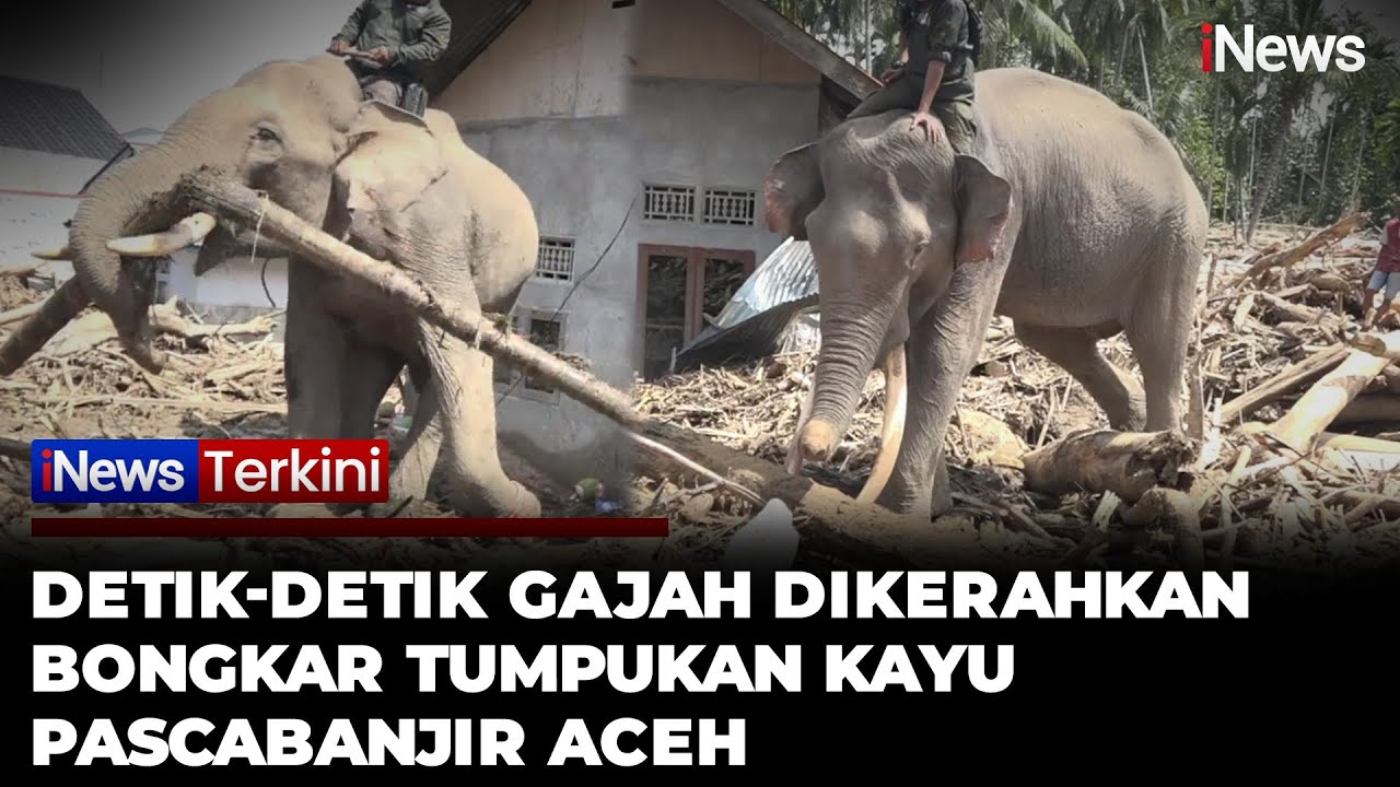 Aksi Empat Gajah Jinak Bersihkan Puing Kayu Usai Banjir Terjang Aceh | iNews Terkini (9/12)