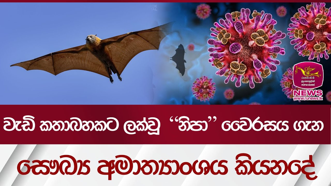 වැඩි කතාබහකට ලක්වන  නිපා වෛරසය ගැන සෞඛ්‍ය අමාත්‍යාංශය කියනදේ| Rupavahini News