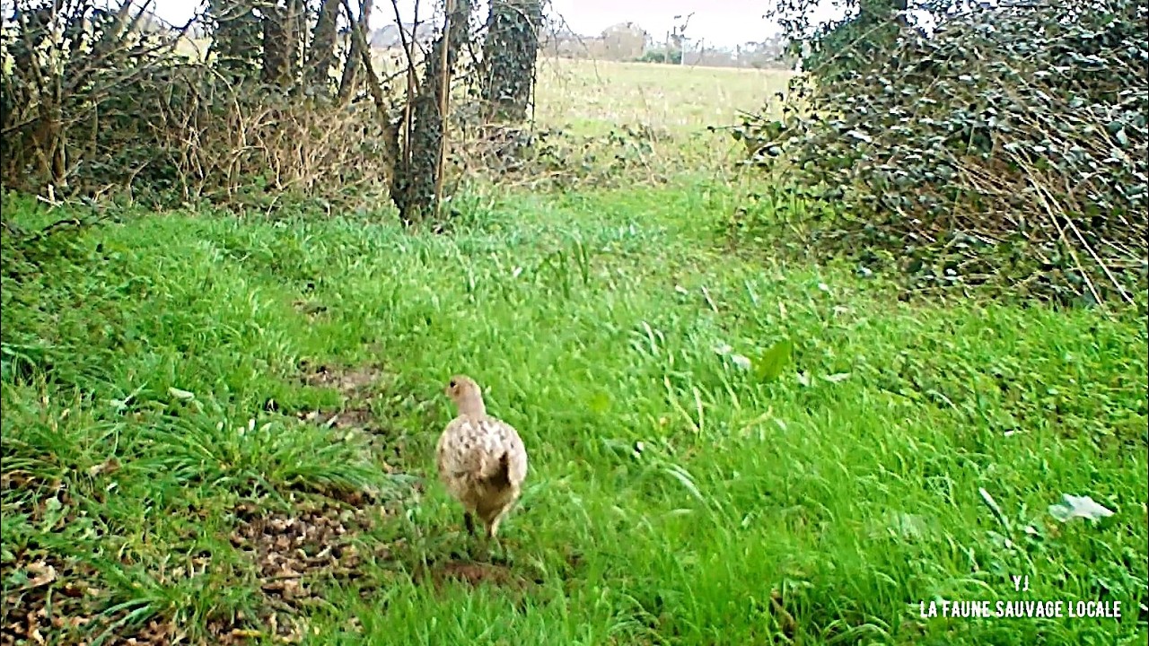 Une poule mais pas que
