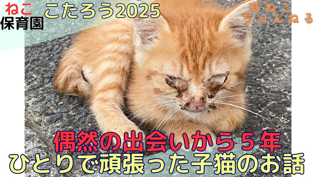 【こたまとめ】2025　ひとりで頑張って生きていた生後1ヶ月の茶とら猫 こたろうとの出会いをまとめました #protectioncat #cat #babycat