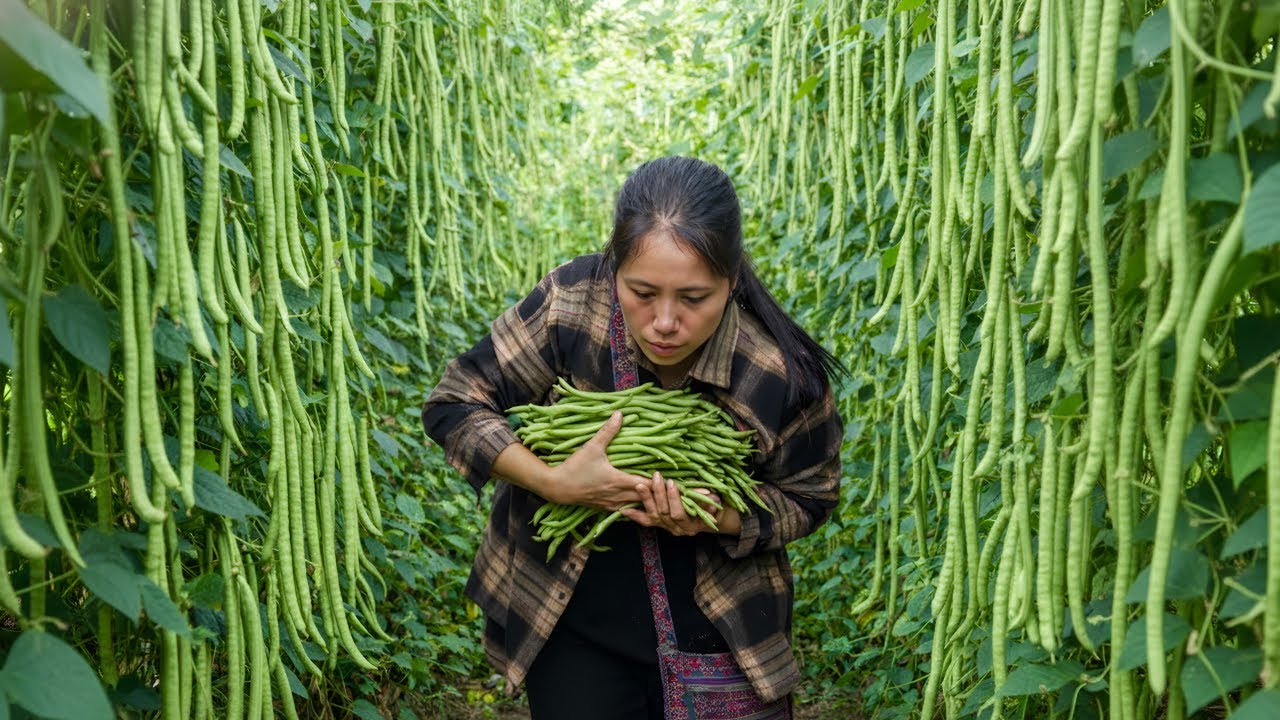 Harvesting green beans and helping Grandma cut sugarcane to sell - Making pumpkin milk for Grandma