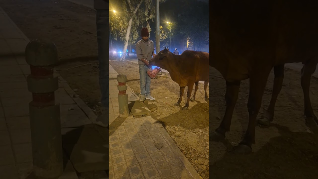 Pure  Feeding Gomata with devotion! ✨🐄 