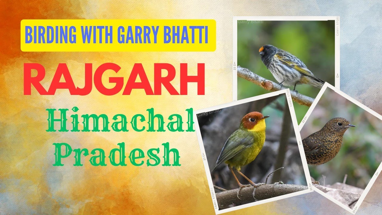 Birding in Rajgarh (Sirmaur Himachal Pradesh)