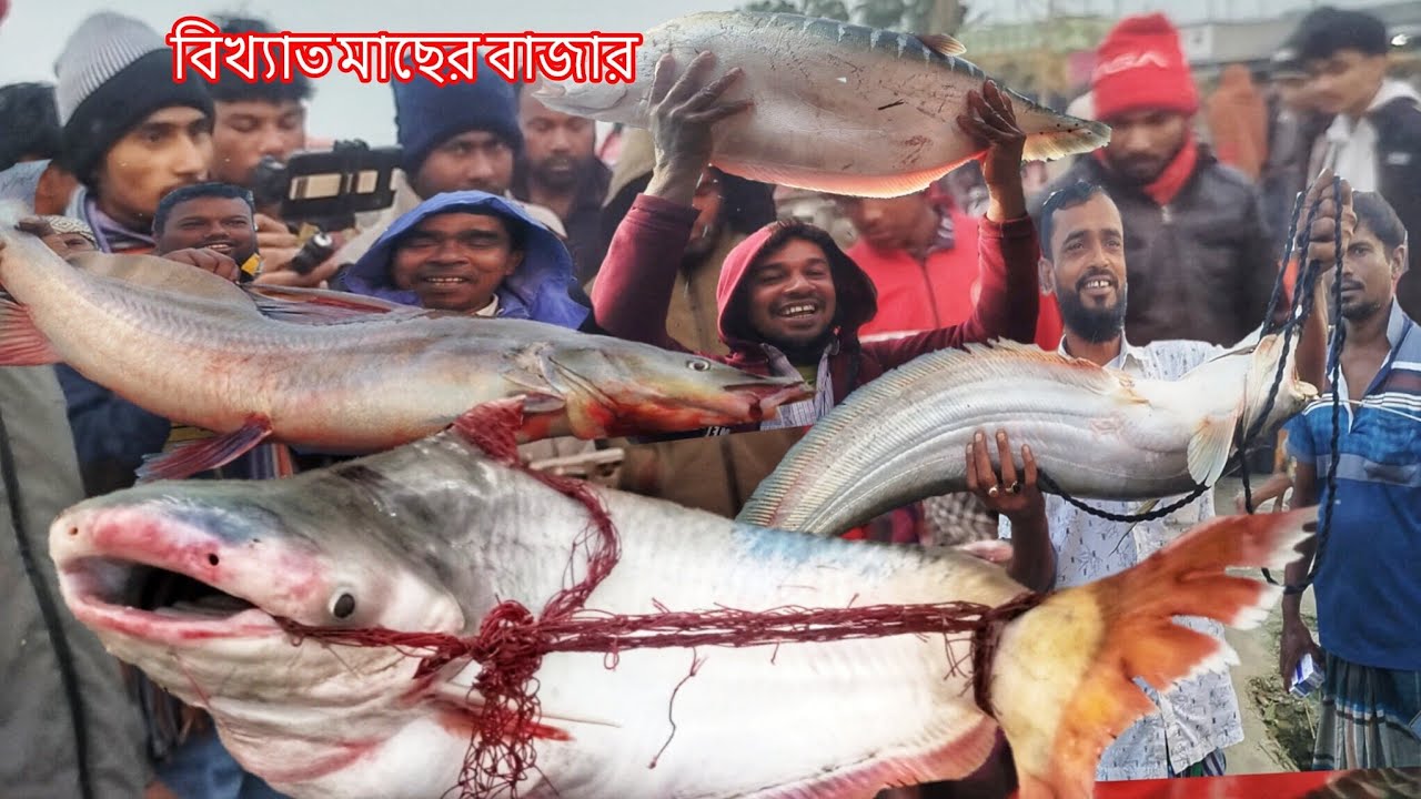 আজকের বাজারে বোয়াল চিতল আইর পদ্মর পাঙ্গাস দামে ঝড়  দাম শুনেই জেলেদের হাসি ক্রেতাদের-ভিড়