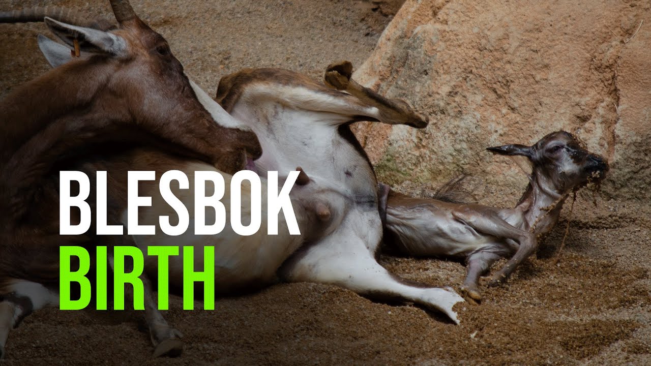 “Live” Birth of a Blesbok at BIOPARC Valencia