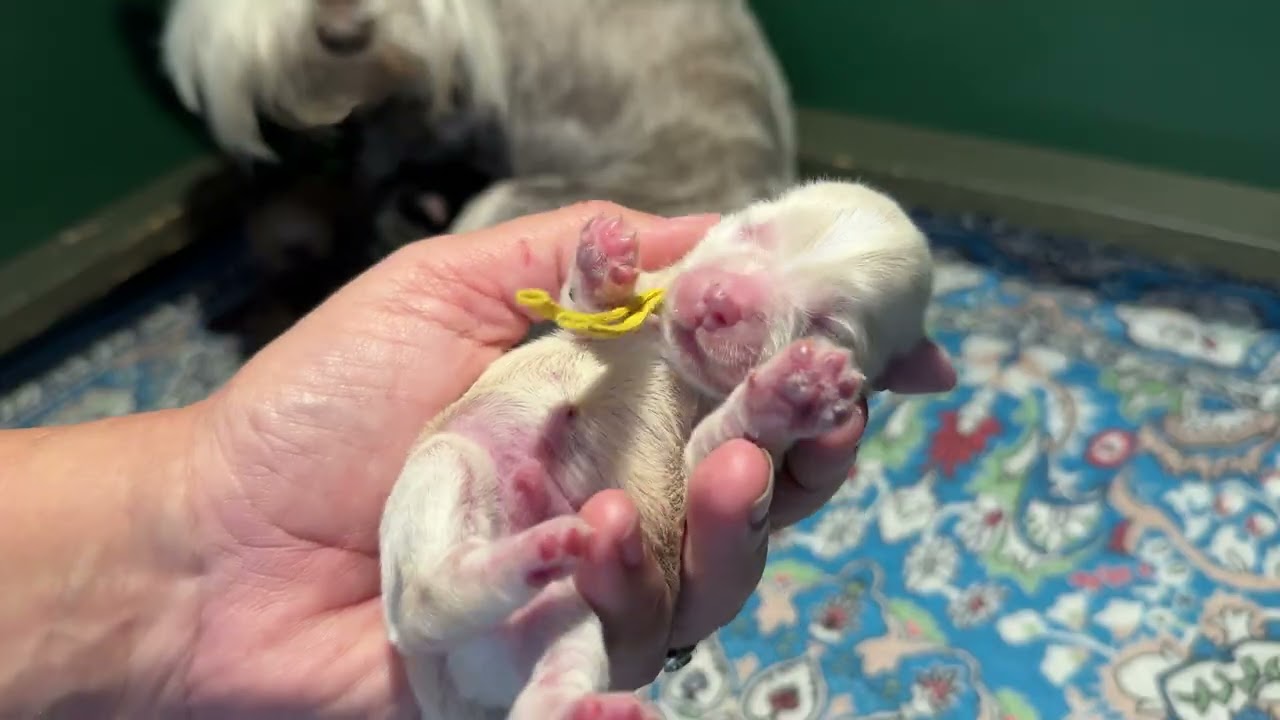 Rosey newborn pups - born February 19, 2026
