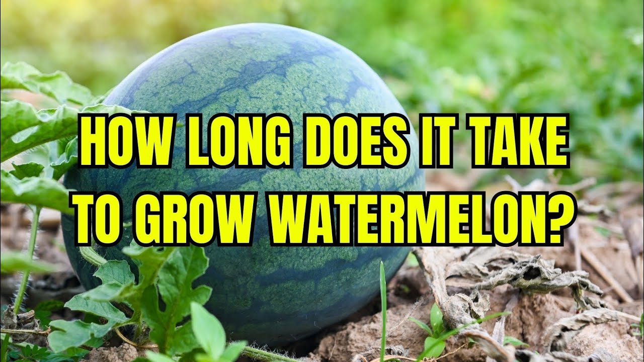 How Long Does It Take for Watermelon to Grow? (Timeline Explained!)