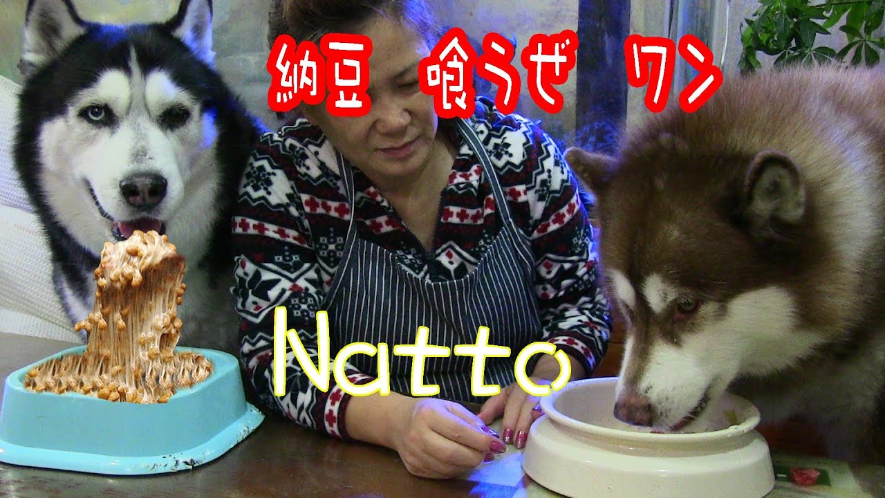 納豆大好き シベリアンハスキー犬 Natto Fermented soybeans Favorite dogs