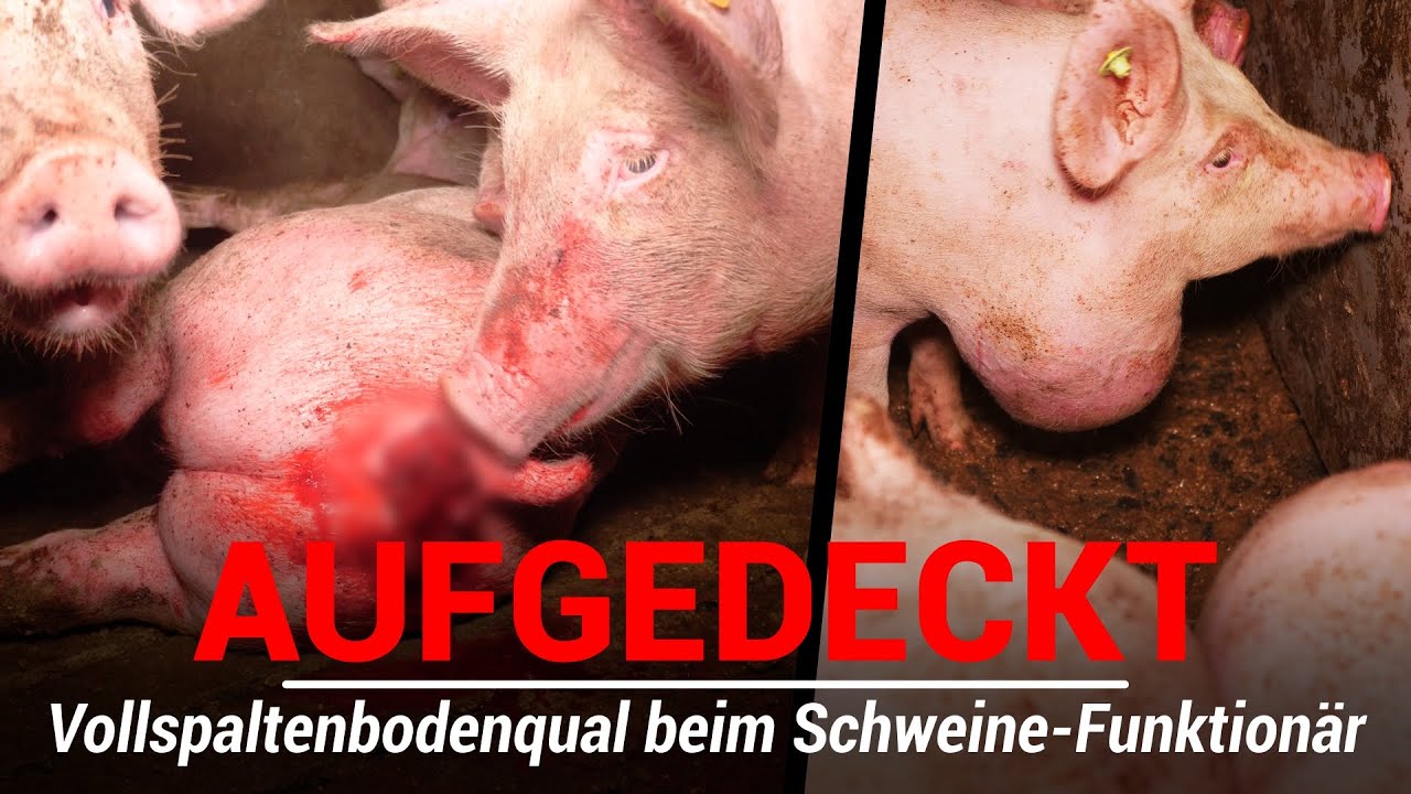 Neue Aufdeckung: Blutiges Tierleid im Stall von Styriabrid-Funktion&auml;r