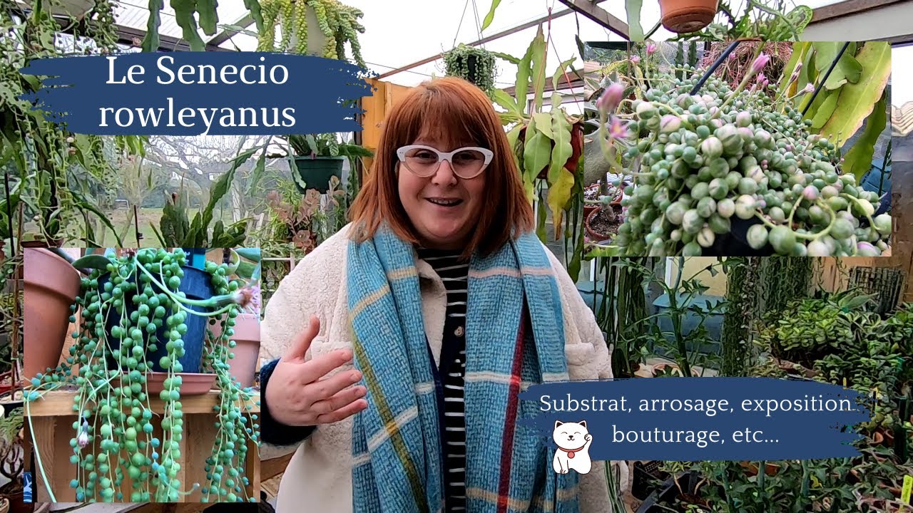 Le SENECIO ROWLEYANUS 🌿Substrat | Arrosage | Exposition | Engrais | Bouturage 🌿Zoom sur cette plante