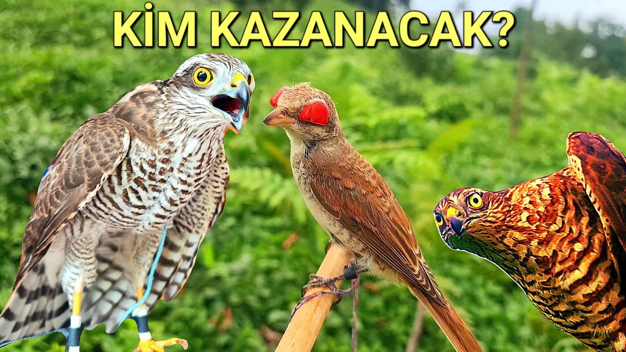 Dünyanın En Hızlı Avcısına Tuzak!/-Ava Giden Avlanır!#yabanhayatı #atmaca #gorkçkakuşu #gökdoğan