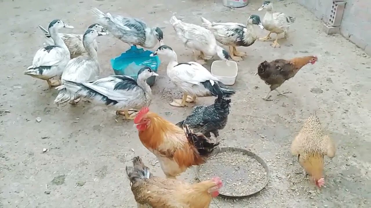 روتين مع البط والفراخ ماشاء الله 🦆🐓