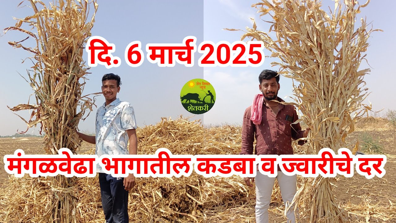 मंगळवेढा भागातील कडबा व ज्वारीचे दर. दि 6‌ मार्च 2025