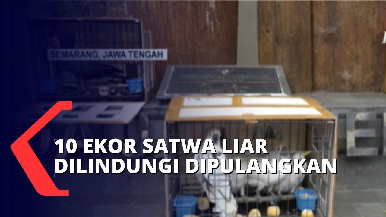 Pemilik Tak Miliki Izin, BKSDA Jateng Akan Pulangkan Kembali Satwa Liar Dilindungi ke Papua Barat