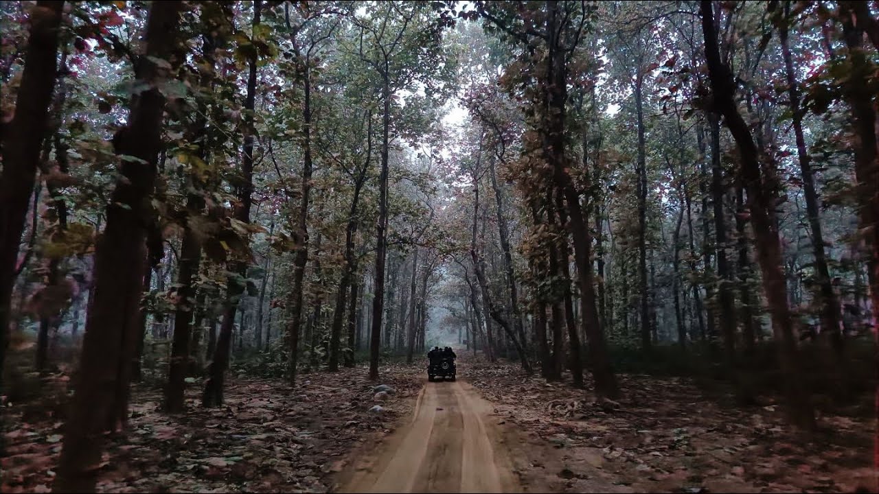 Walking Through the Forest on Wheels💚#safari #jungle #jeep #shades #nature #forest #travel #offroad 