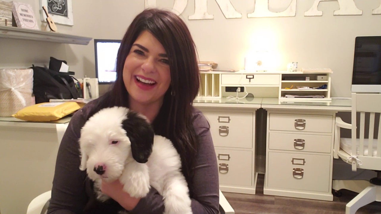 Meet Gracyn... The Sheepie (Old English Sheepdog)