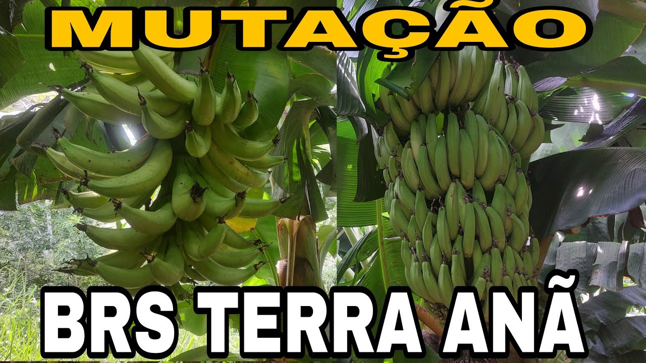 MUTAÇÃO DA BRS TERRA ANÃ