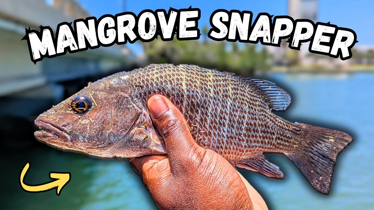 Mangrove Snapper Fishing ESSENTIALS You NEED To Catch More Fish