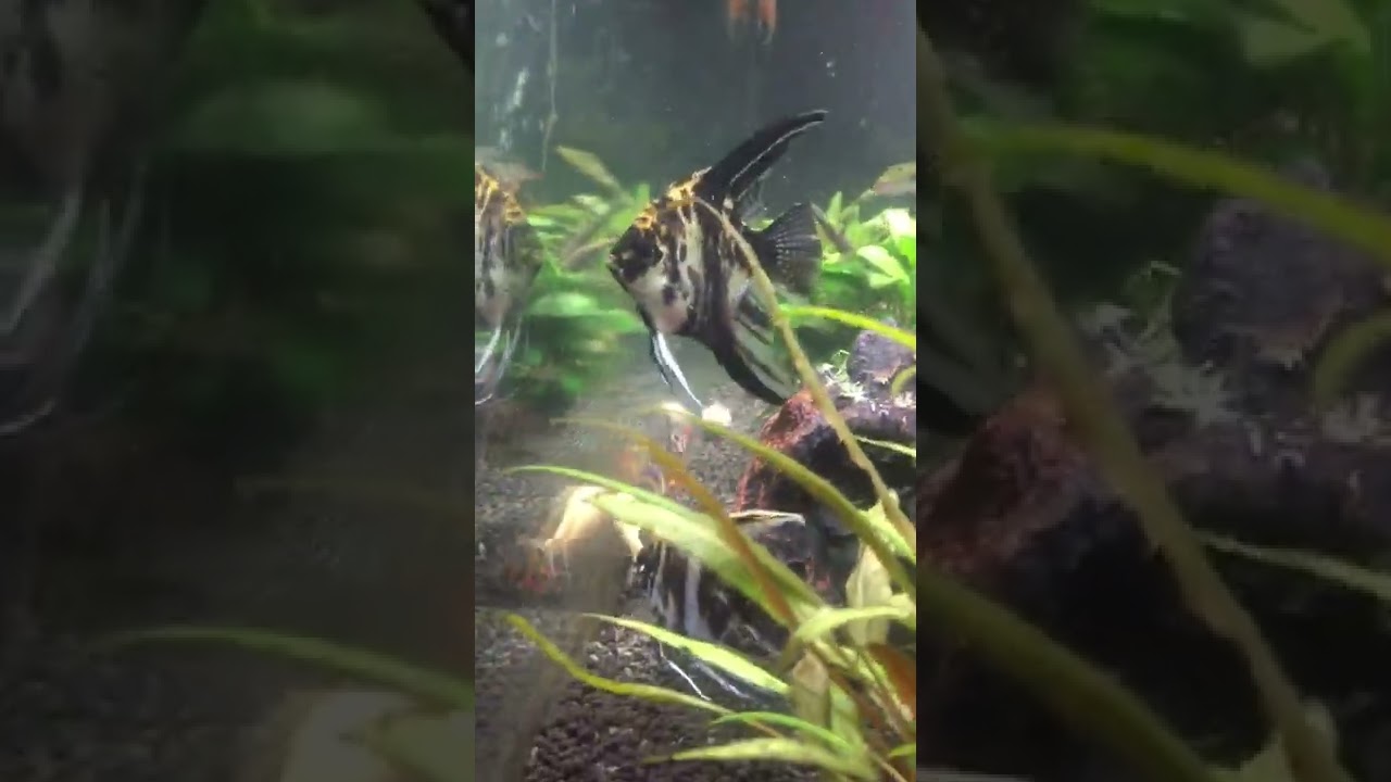 my fishes eating frozen food