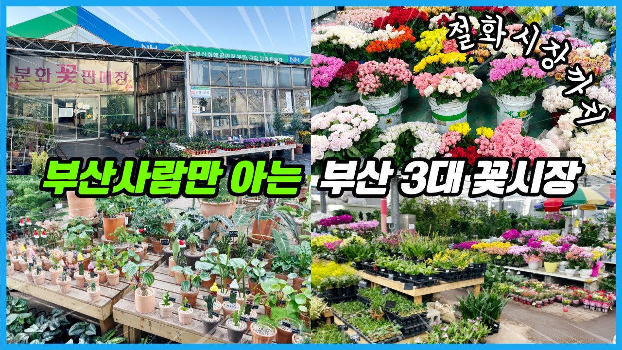 부산 3대 꽃시장중 한곳을 다녀왔습니다. 미래화훼단지, 금정화훼단지 아님 주의 ㅋㅋㅋ
