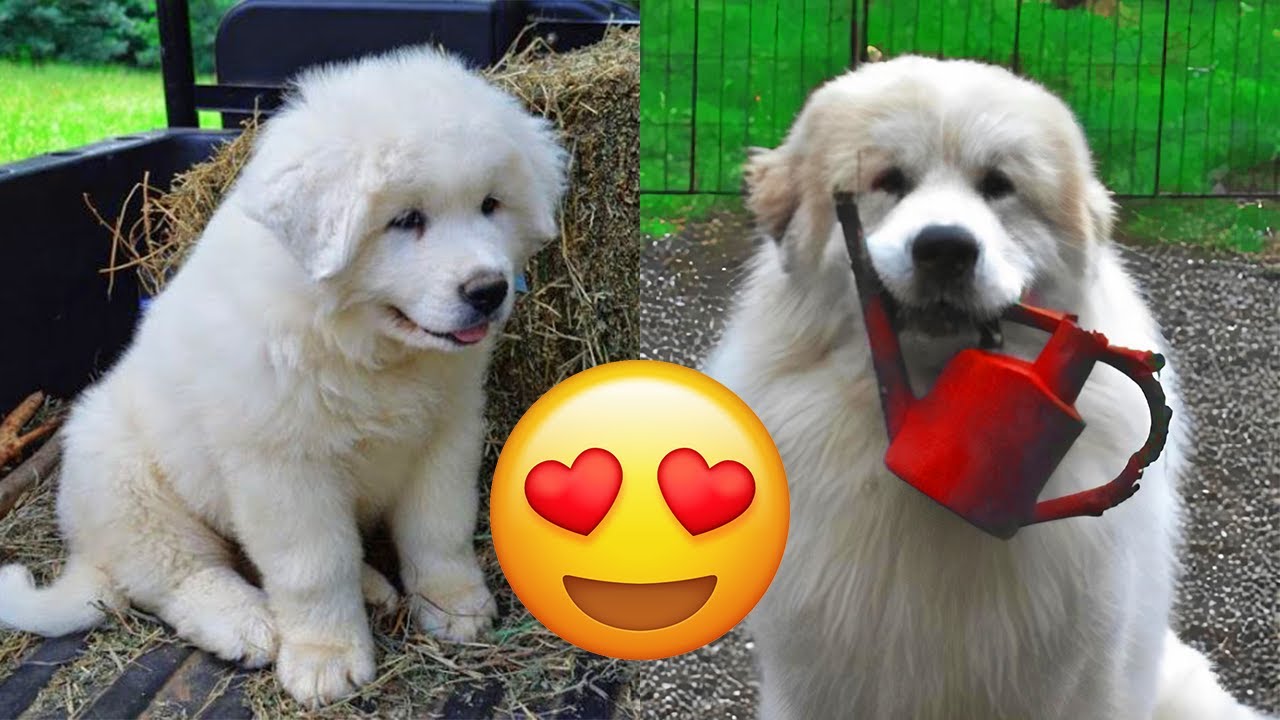 Great Pyrenees &mdash; Adorable And Hilarious Videos And Tik Toks Compilation