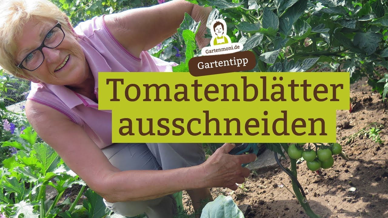Tomaten richtig schneiden, Tomatenbl&auml;tter entfernen: Wie und warum