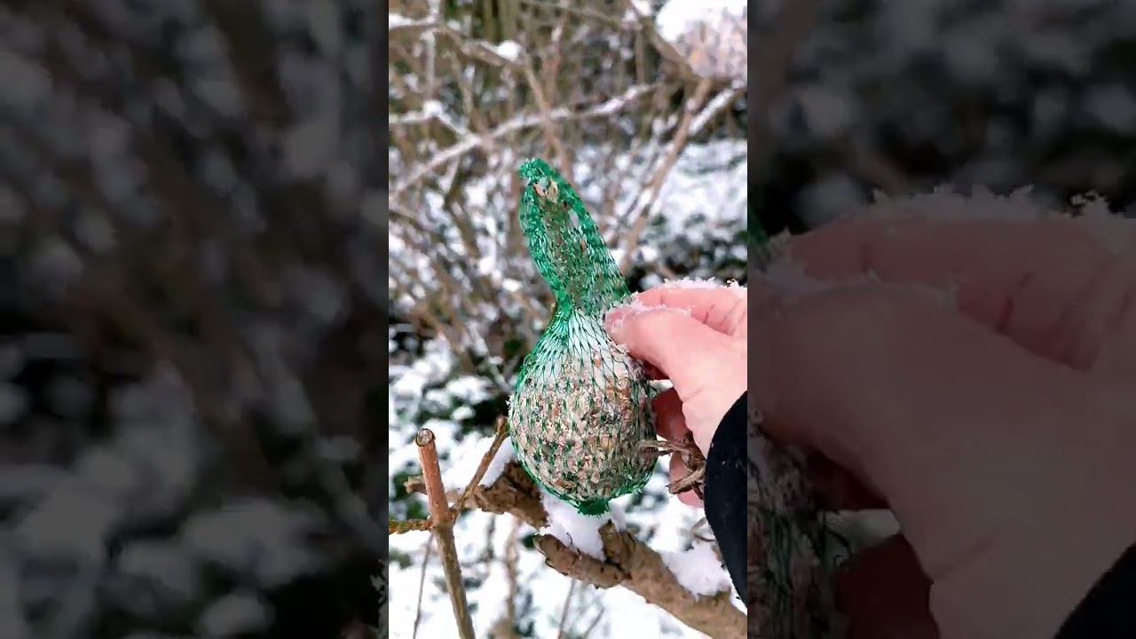 Кормим птичек.💕 Маленькая,но важная сентиментальность.