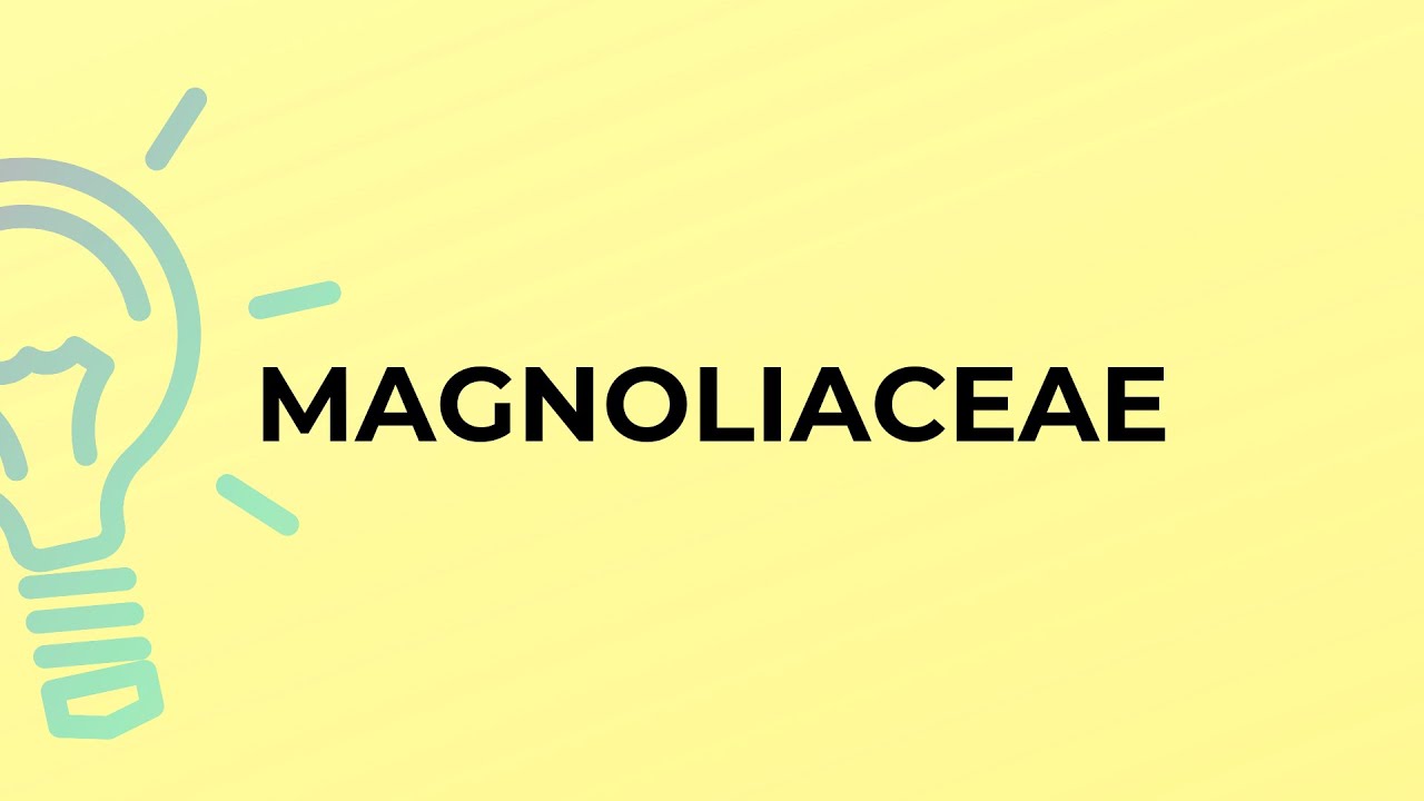 What is the meaning of the word MAGNOLIACEAE?