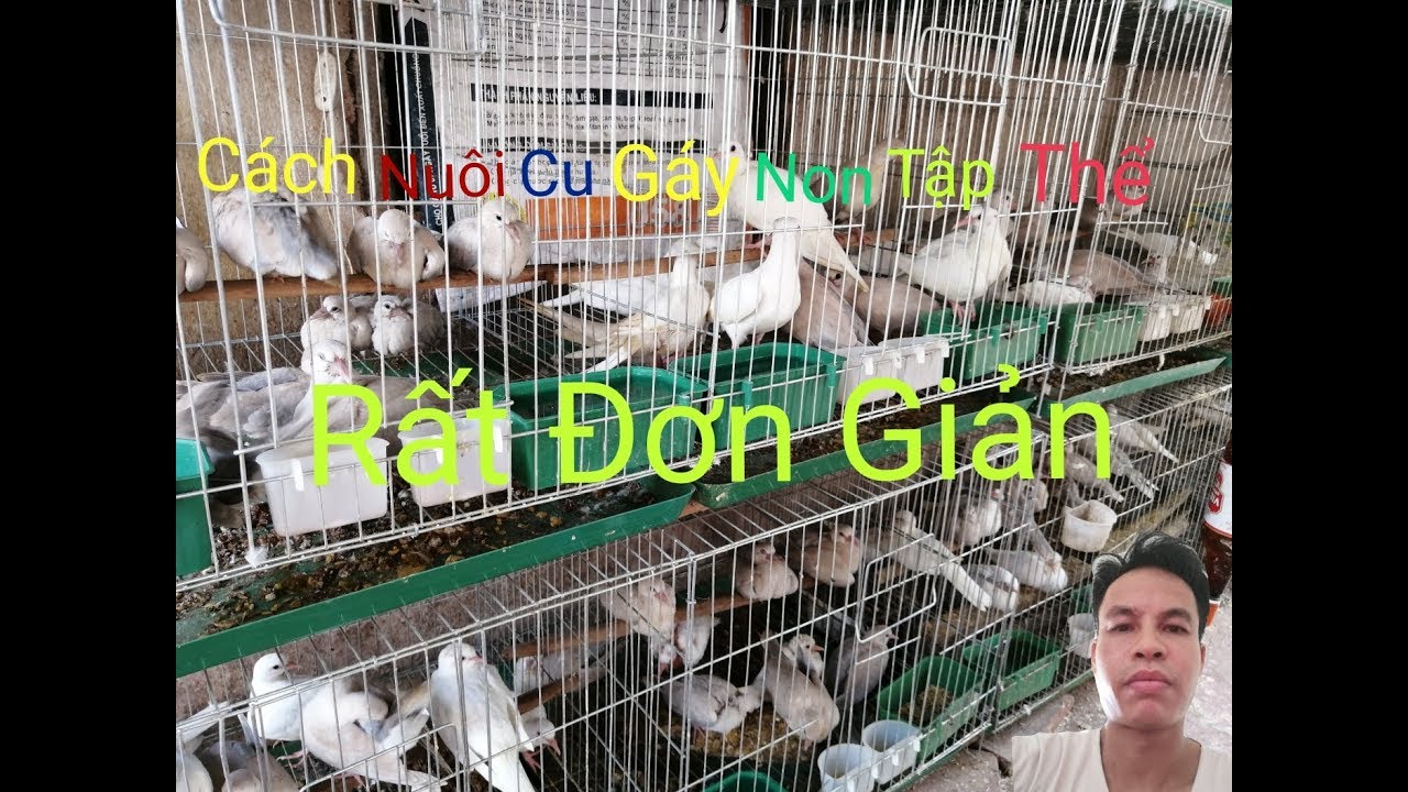 Cách Nuôi Cu gáy Non Tập Thể Rất Đơn Giản. Cách Này Mang Lại Thu Nhập Rất Cao